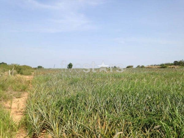 3.5 Rai Of Lovely Land, Nr Main Road With Great Views., photo 6