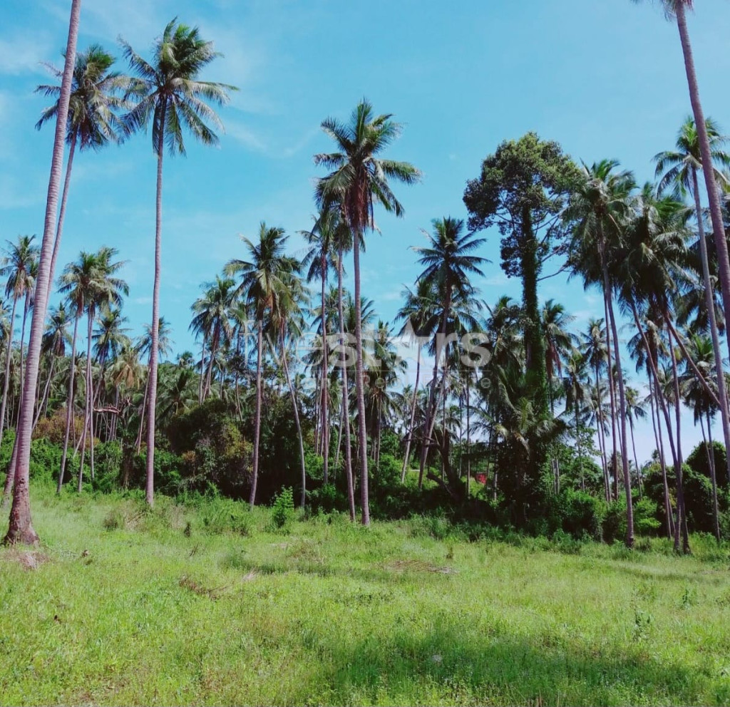 A VENDRE – TERRAIN PLAT BANG KAO KOH SAMUI ( 21 RAI )