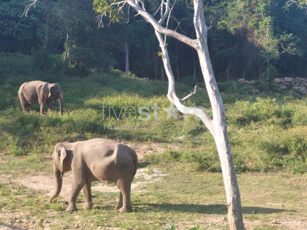 Investment Villa Koh Samui | Sea View & Elephants |Private Pool Bophut, photo 14