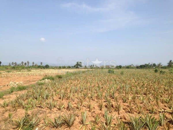 3.5 Rai Of Lovely Land, Nr Main Road With Great Views., photo 9